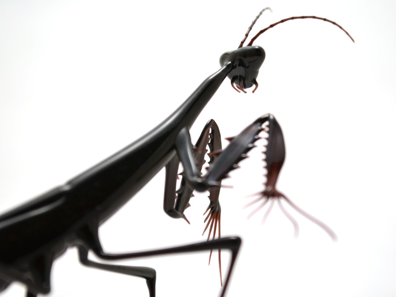 Ninja Mantis, glass bug by Wesley Fleming