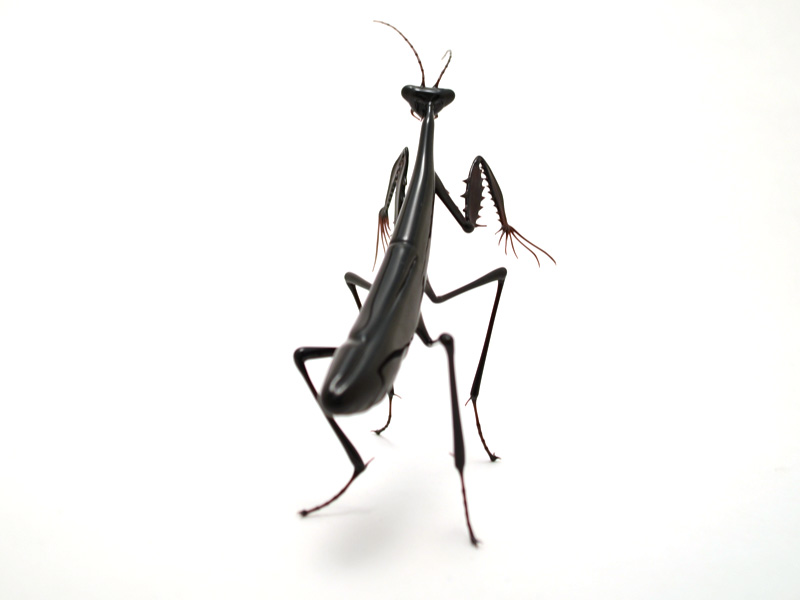 Ninja Mantis, glass insect by Wesley Fleming