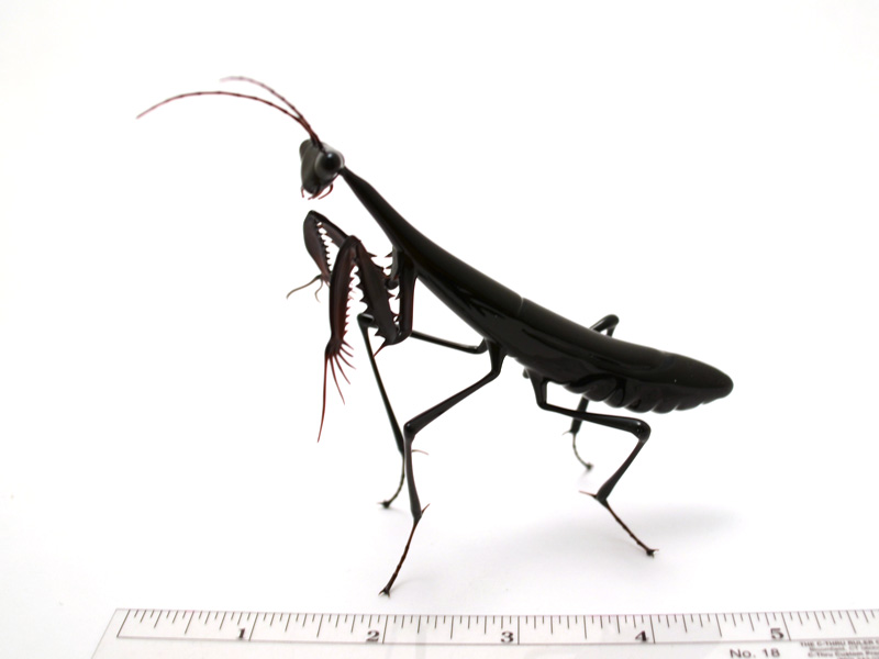 Ninja Mantis, glass mantis by Wesley Fleming