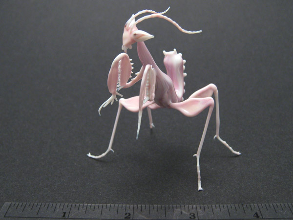 Orchid Mantis, glass bug by Wesley Fleming