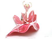orchid-mantis-on-petal