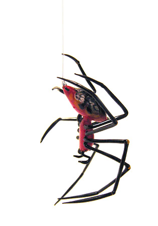 Papuan Spider