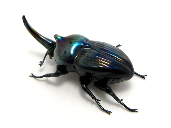 Jewel Rhinoceros Beetle, glass beetle by Wesley Fleming