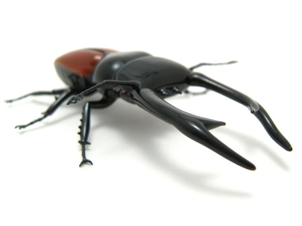 Stag Beetle, glass beetle by Wesley Fleming