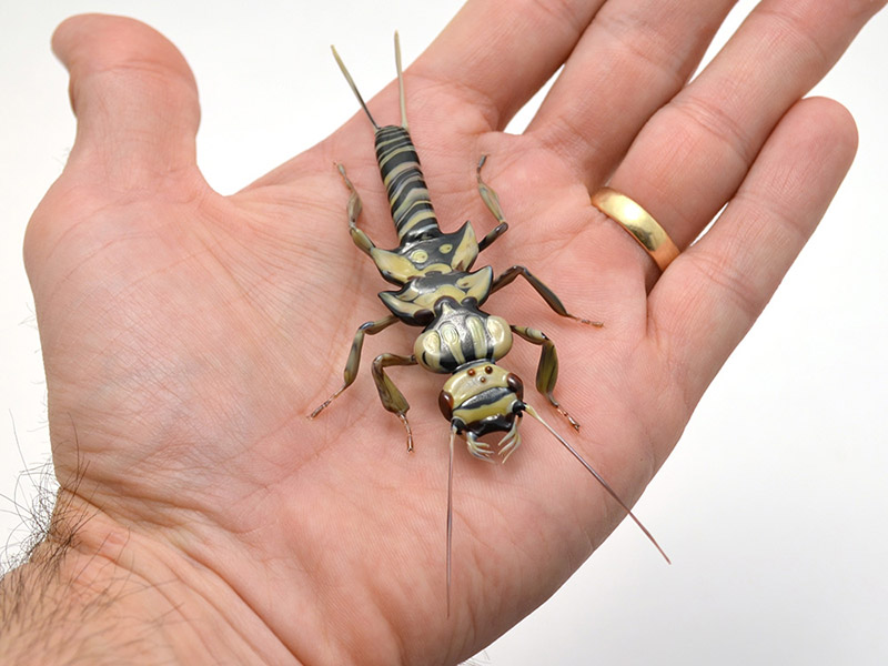 Stone Fly Larva, glass stonefly by Wesley Fleming