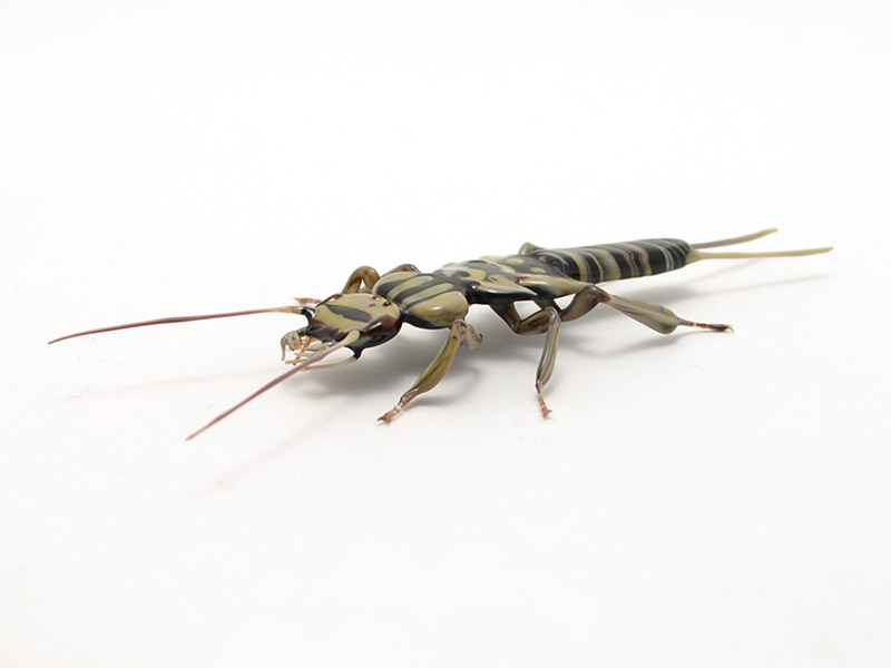 Stone Fly Larva, glass fishfly by Wesley Fleming