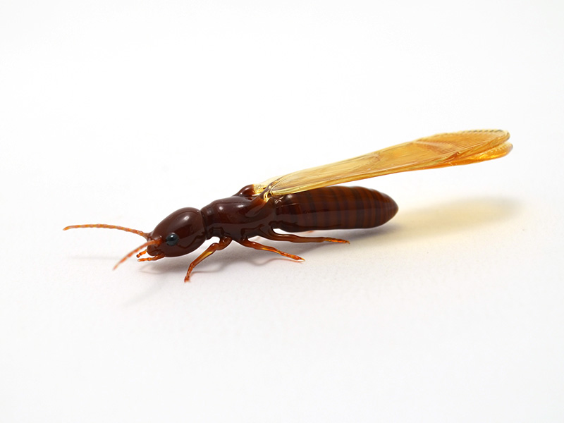 Drywood Termite, glass drywood termite spider by Wesley Fleming