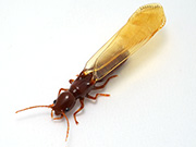 termite