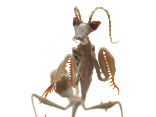 Thorny Ghost Mantis, glass praying mantis by Wesley Fleming