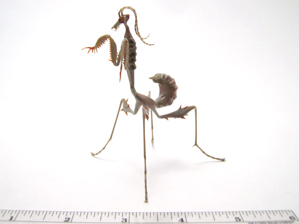 Thorny Ghost Mantis, glass preying mantis by Wesley Fleming
