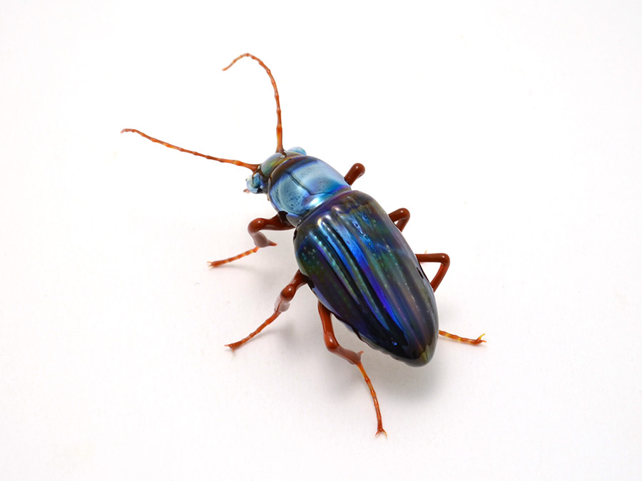 Iridescent Tiger Beetle, glass insect by Wesley Fleming