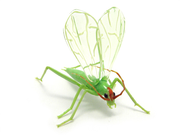 Montana Tree Cricket, glass insect by Wesley Fleming