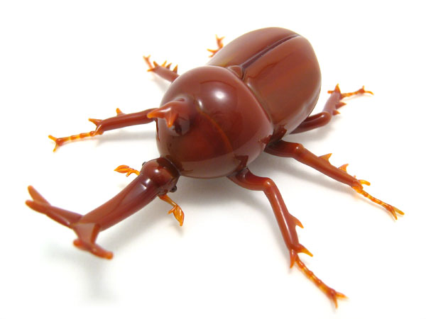 Unicorn Beetle, glass beetle by Wesley Fleming