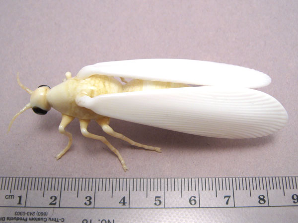 Greenhouse Whitefly, glass bug by Wesley Fleming